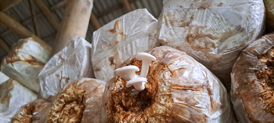 oyster mushroom cultivation. Plantation of Pleurotus ostreatus, the pearl oyster mushroom or tree oyster mushroom which is a common edible mushroom