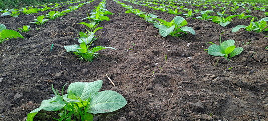 Tobacco plant growing in the field	

