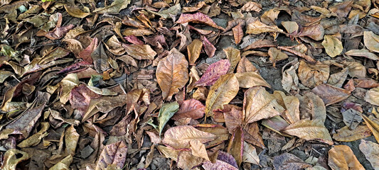 dry leaves from scattered teak trees	
