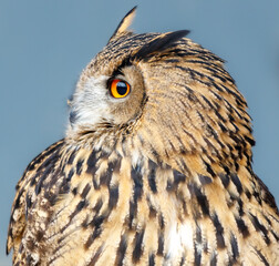 A brown owl with a yellow eye is staring at the camera