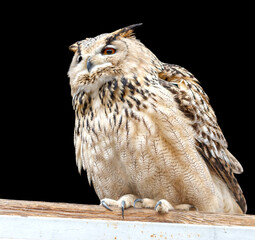 A large owl is sitting on a wooden post