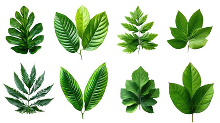 Array of Green Leaves: A meticulously arranged assortment of diverse green leaves, each showcasing unique textures, shapes, and shades, providing a vibrant display of botanical beauty.