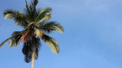 Fototapeta premium coconut palm tree for summer background .Palm tree branches over blue sky, tropical background with copyspace
