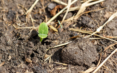 A small green plant is growing in the dirt