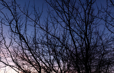 A tree with no leaves is silhouetted against a blue sky