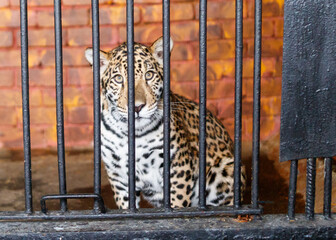 A baby jaguar is sitting in a cage with a metal fence © schankz