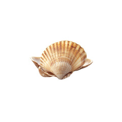 Fototapeta premium Seashells on a white background 