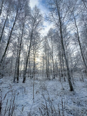 A snowy forest with trees covered in snow