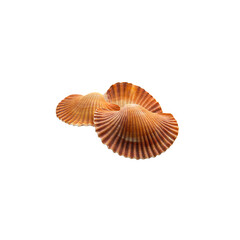 Seashells on a white background
