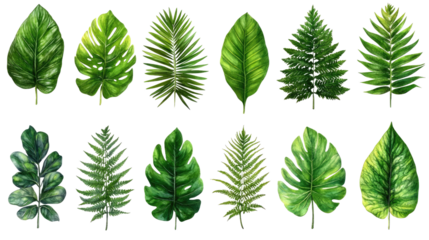 Botanical Variety: An assortment of diverse green leaves, capturing the intricate beauty and texture of various botanical species. Perfect for any nature theme