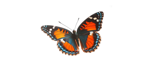 Butterfly with transparent background, perfect for editing projects.