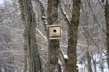 Bird house in winter on a tree in the mountains, bird house, forest, mountains, winter