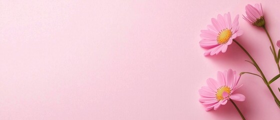 Fototapeta premium Pink Daisy Flowers on Soft Pink Background