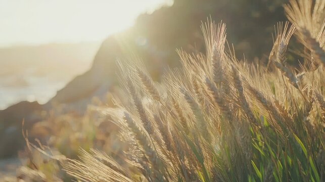 Sunlit coastal grass swaying gently in the breeze with a serene ocean backdrop at sunset