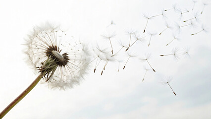 Dandelion Seeds Floating in the Air Against a Soft, Light Background