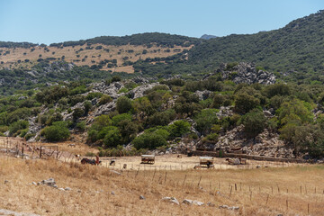 image of a ranch with cattle machinery, cows and horses in a barren field with the rocky mountains...