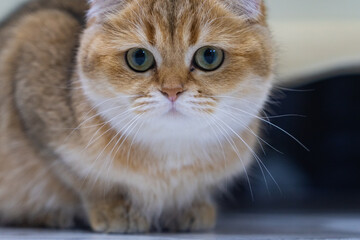 Golden Scottish Fold Cat in the Home Photo, Uskudar Istanbul, Turkiye (Turkey)