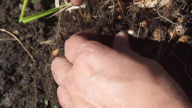 A woman collects chufa tubers (groundnuts, earth almonds)