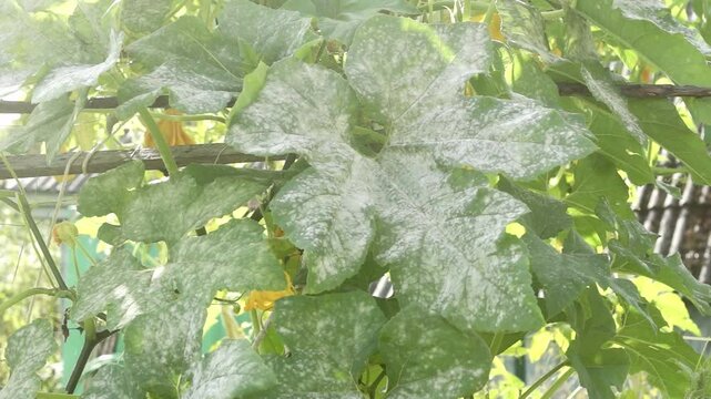 Pumpkin leaves affected by powdery mildew