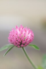 アカツメクサの花