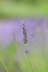 ラベンダーの花　つぼみ