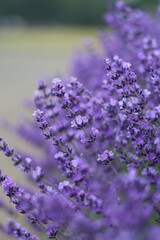 ラベンダーの花