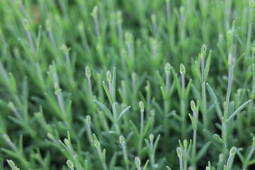 ラベンダーのつぼみ