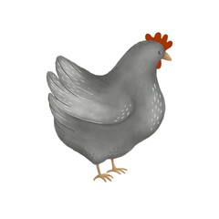 Illustration of a grey chicken Isolated object on white background