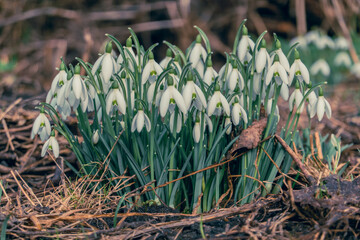 Many snowdrops bloom in the forest in February. European wildlife flowers in spring