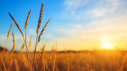 Fototapeta premium Golden Grass Field at Sunset