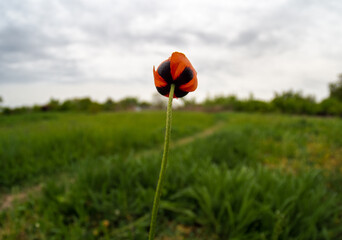 poppy field in the summer
