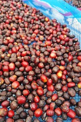 Coffee beans drying in the sun  