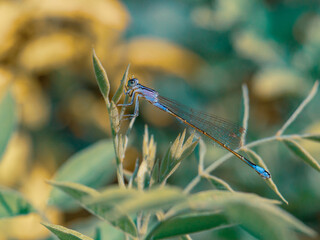 blue dragonfly on a green leaf