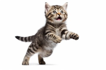 Fototapeta premium Smiling cat jumping animal mammal kitten.