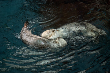 Two sea otters floating on their backs in the water at Lisbon Aquarium. Adorable marine mammals enjoying a peaceful moment, symbolizing wildlife conservation.