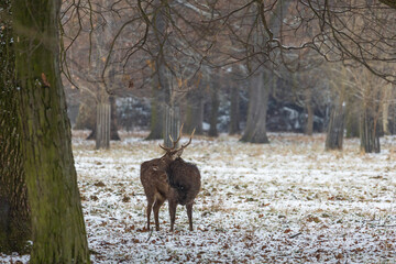 Winter landscape with Sika Deer - Cervus nippon. There is snow on the meadow and it is snowing in the landscape.