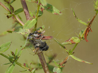 Spinne mit Netz und Beute