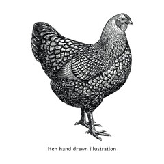 Hen illustration. Hen sketch. Hen hand drawn illustration in vintage engraving style. Vintage chicken sketch drawing