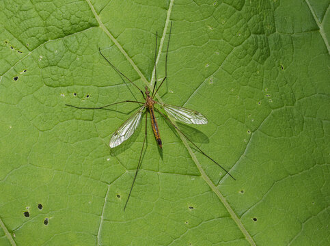 Wiesenschnake oder auch Sumpfschnake (Tipula paludosa)