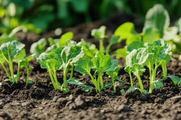 Obraz premium Broccoli Growing. Young Inflorescence of Cabbage in Organic Vegetable Patch