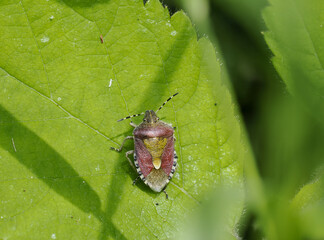 Beerenwanze (Dolycoris baccarum)