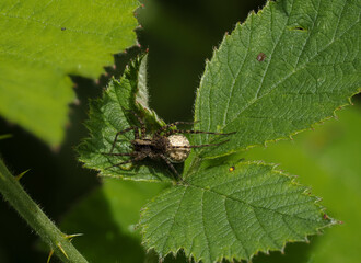 Wolfspinne spec.