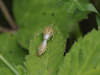 Getreidewanze (Aelia acuminata)
