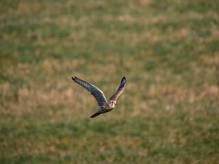 Turmfalke (Falco tinnunculus)