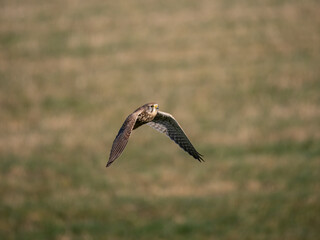 Turmfalke (Falco tinnunculus)