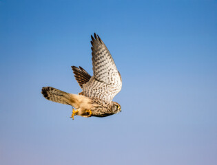 Turmfalke (Falco tinnunculus)