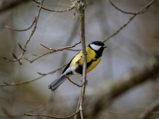 Naklejka premium Kohlmeise (Parus major)