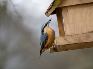 Kleiber (Sitta europaea)
