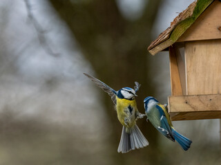 Blaumeise (Cyanistes caeruleu)  