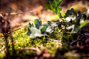 forest, nature, acorn on leaf, park, macro, beauty of nature, dawn. sunbeam